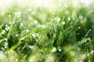 Bahar çimen, doğal yeşil ışık adam üzerinde taze çiğ