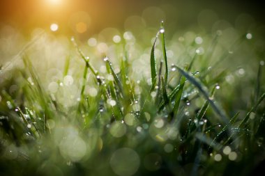 Bahar çimen, doğal yeşil ışık adam üzerinde taze çiğ