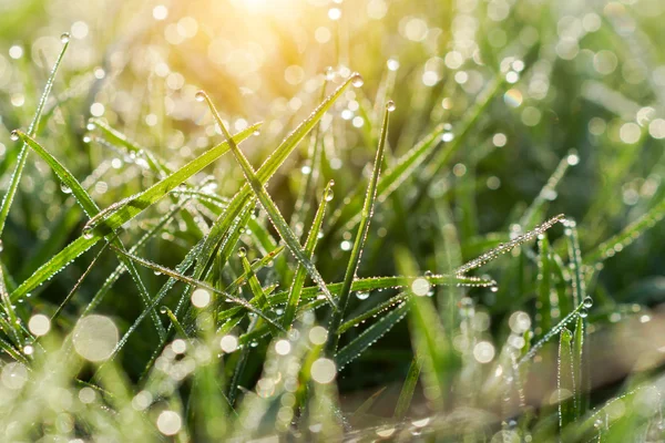 Rocío fresco de la mañana en la hierba de primavera, fondo de luz verde natural — Foto de Stock