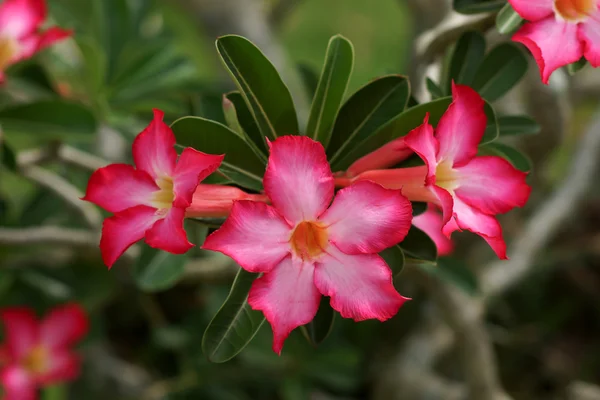 사막 장미 꽃, 아름 다운 화려한 꽃을 가진 식물의 핑크 — 스톡 사진
