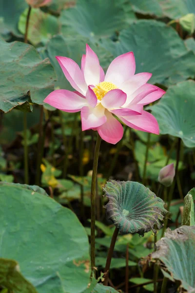 Beautiful lotus flower in blooming — Stock Photo, Image