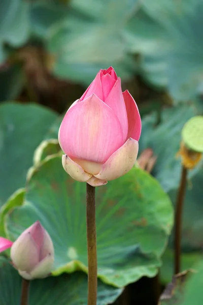 Beautiful lotus flower in blooming — Stock Photo, Image