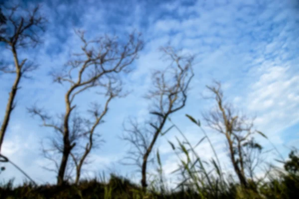 Розмите зображення гілок дерева з блакитним небом . — стокове фото