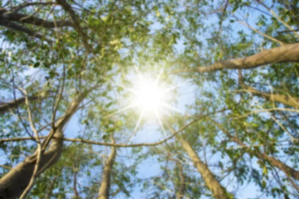 Imagen borrosa de árbol con luz solar . — Foto de Stock