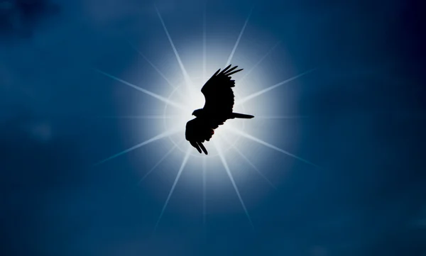 Silhouettes of bird is flying — Stock Photo, Image