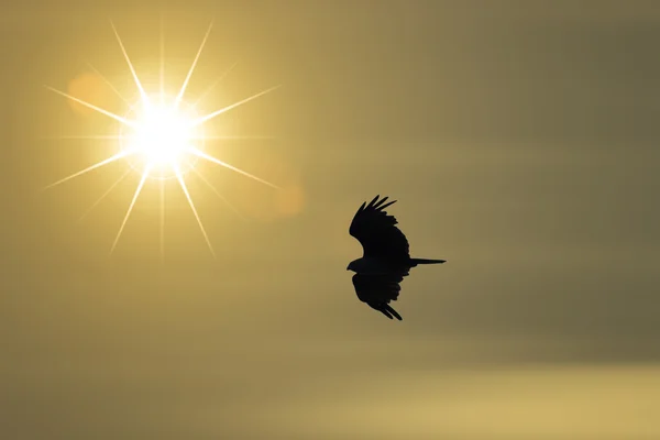 Bir kuş Silhouettes uçuyor — Stok fotoğraf