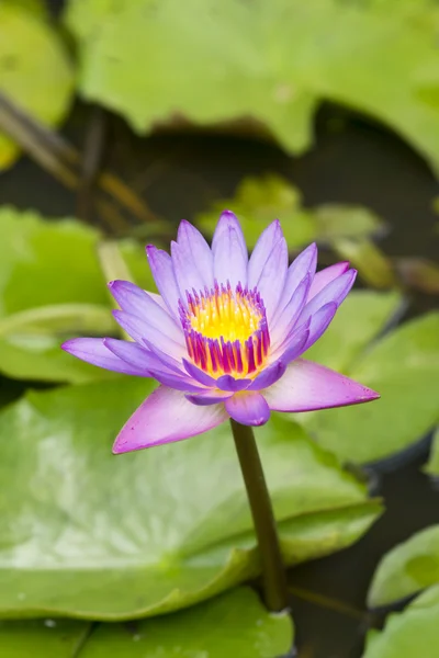 Linda flor híbrida lírio água. (Nymphaca nouchali Burm.f .) — Fotografia de Stock