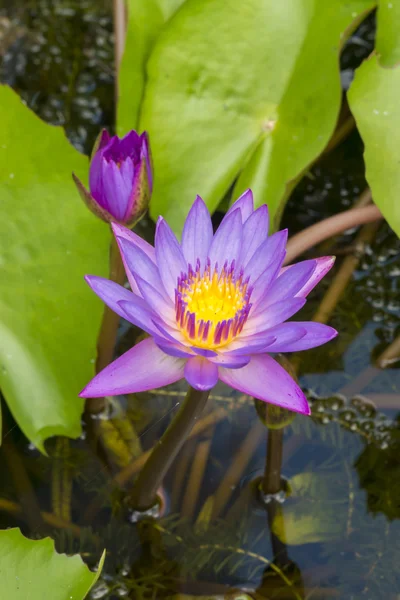 Hermosa flor híbrida de lirio de agua. (Nymphaca nouchali Burm.f .) —  Fotos de Stock