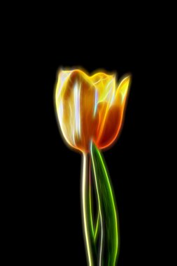 kızdırma görüntü Lale çiçek açan