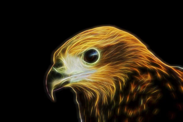 Glow image of bird (Brahminy Kite) on black background. — Stock Photo, Image