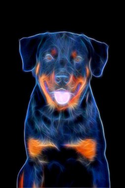 rottweiler görüntüsünü kızdırma