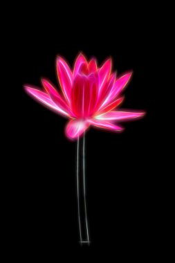 kızdırma görüntü nilüfer çiçek çiçeklenme