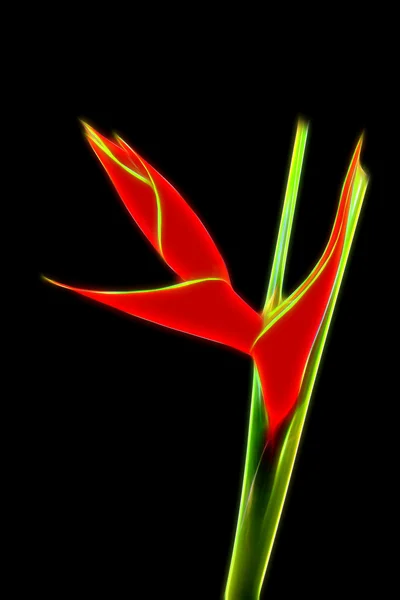 Gloed beeld van prachtige heliconia bloem — Stockfoto