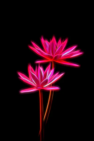 发光图像水百合盛开的花 — 图库照片