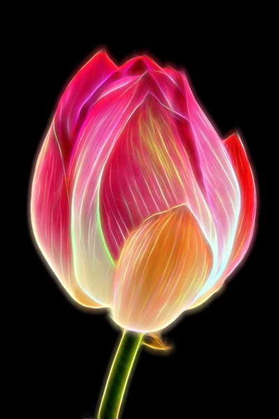 Glow image of lotus — Stock Photo, Image
