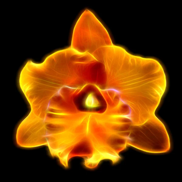 Світле зображення жовтої орхідеї — стокове фото