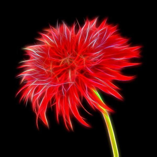 Poświata obrazu gerbera stokrotka kwiat — Zdjęcie stockowe