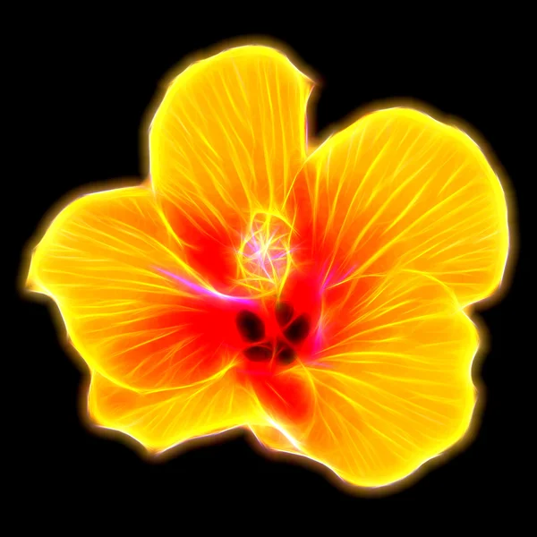 オレンジ色のハイビスカスの花のイメージを輝き — ストック写真