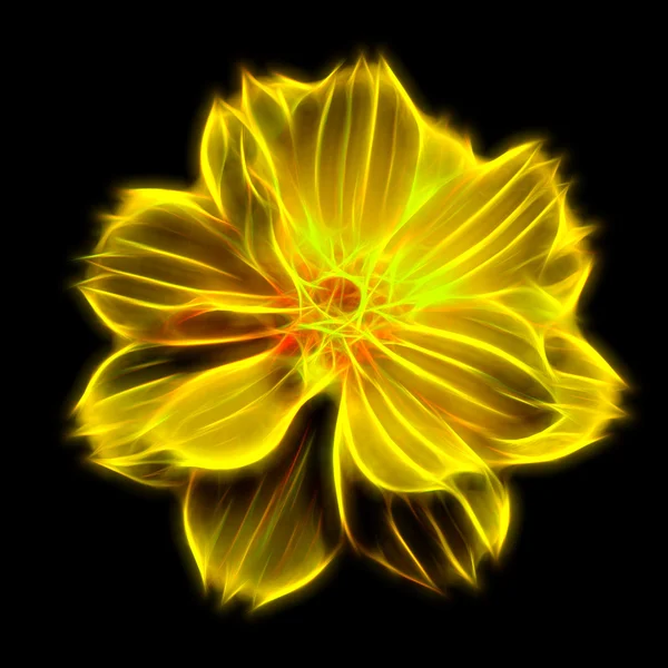 Glow image of Yellow  cosmos flower isolated on black — Stock Photo, Image