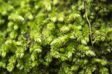 Makro beyaz frok Moss. (Leucobryum glaucum)