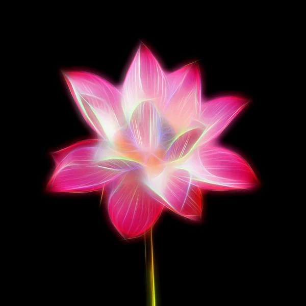 Golw immagine di fiore di loto in fiore — Foto Stock