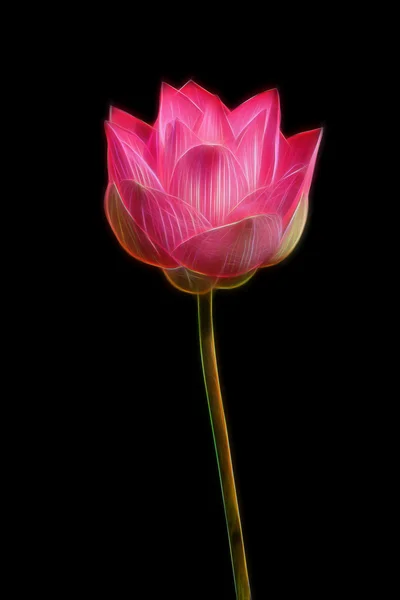 Immagine bagliore di bel fiore di loto in fioritura — Foto Stock