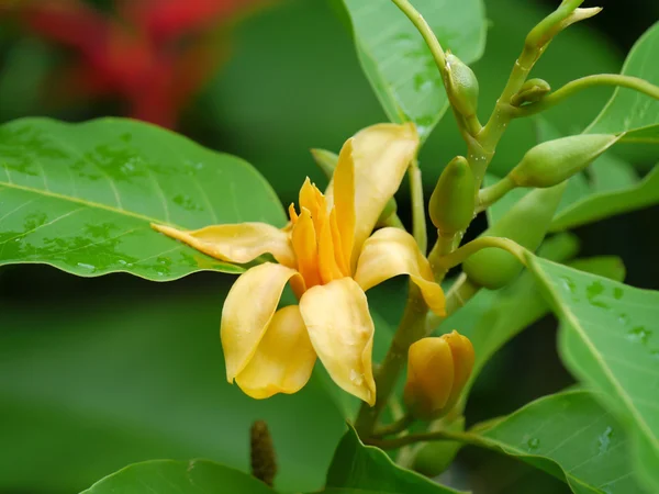 Gelbe Champaka-Blume blüht am Baum. — Stockfoto