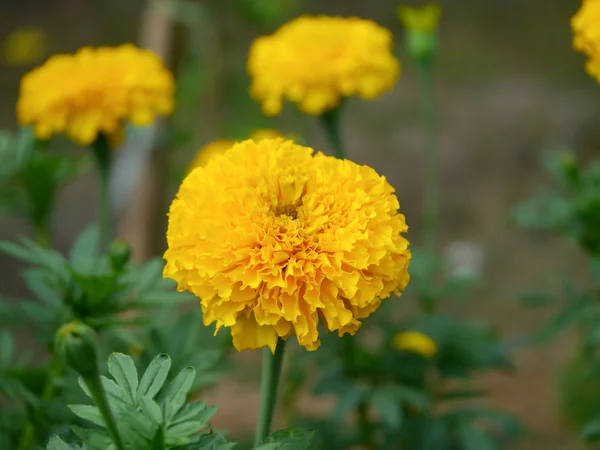 Ringelblumen — Stockfoto