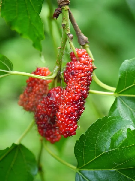 Berry fruit in nature, mulberry twig — Stock Photo, Image