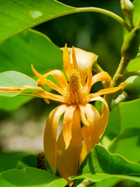 Yellow flower of Champaka are blooming on tree. — Stock Photo, Image