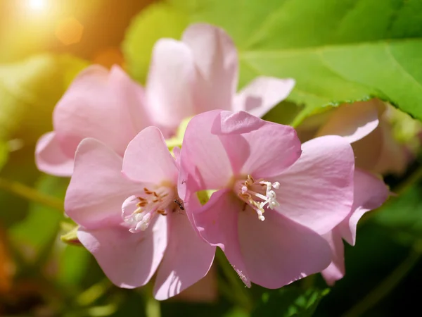 Růžové dombeya květ. (dombeya elegans) — Stock fotografie