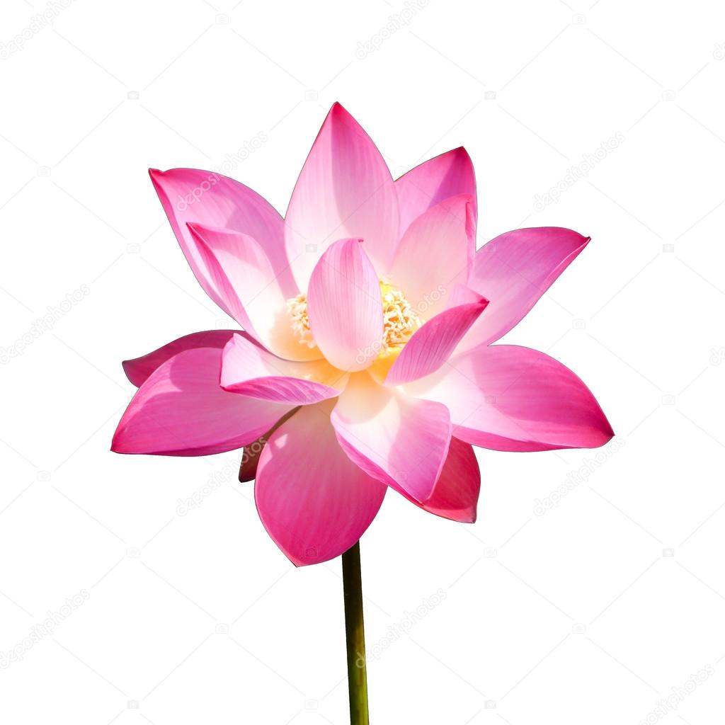 beautiful lotus flower in blooming