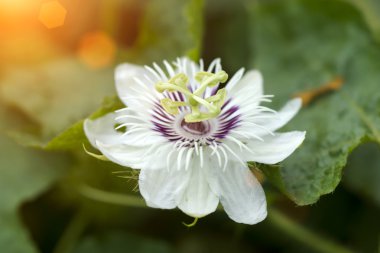 kokuşmuş Çarkıfelek, (passiflora foetida)