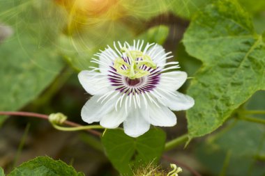 kokuşmuş Çarkıfelek, (passiflora foetida)
