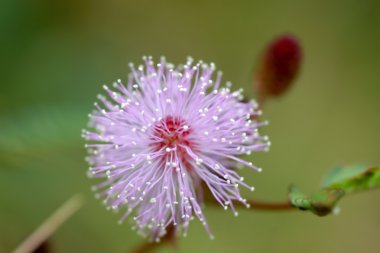 makro pembe çiçek duyarlı bitki (mimoza)