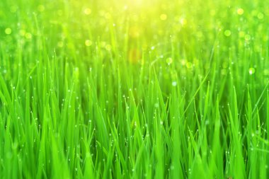 pirinç bitki damla çiğ pirinç alanı.