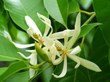 champaka ağacı çiçek açmış. (michelia alba dc.)