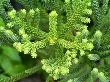 bir kürk ağacı veya çam ağacının yeşil dikenli dalları