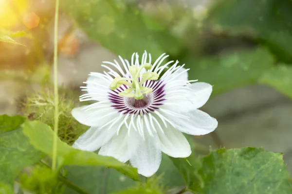 Fetid passionflower,(Passiflora foetida) — Stock Photo, Image