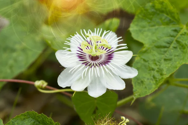 Fetid passionflower,(Passiflora foetida) — Stock Photo, Image