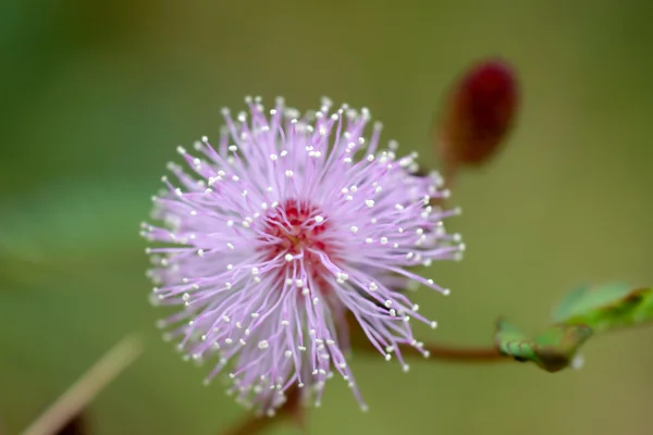 Macro pink flower of sensitive plant (mimoza) — Stock Photo, Image