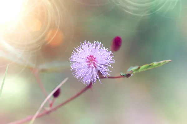 Flor rosa de planta sensible (mimoza ) — Foto de Stock