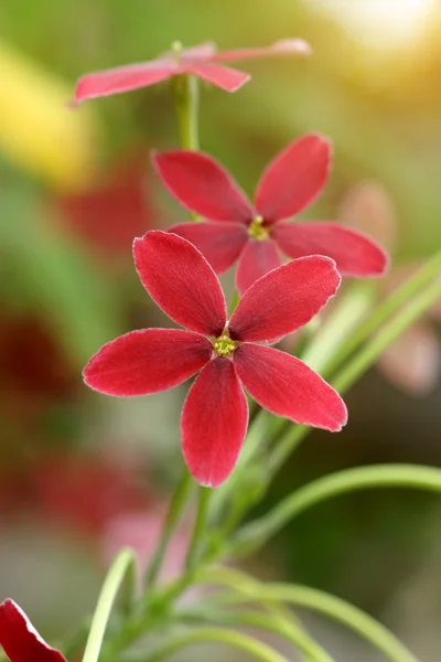 Rangoon creeper flower — Stock Photo, Image