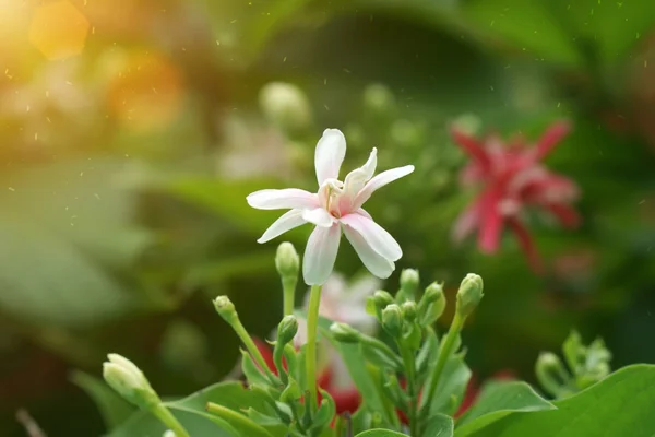 Fiore rampicante rangoon — Foto Stock