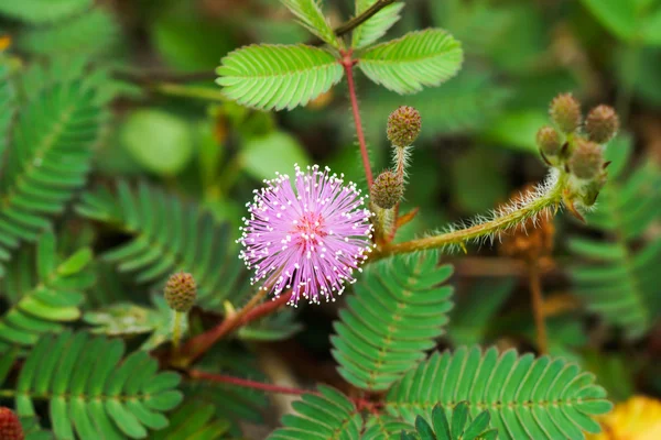 민감한 식물 (mimoza의 분홍색 꽃 피는 아름 다운) — 스톡 사진