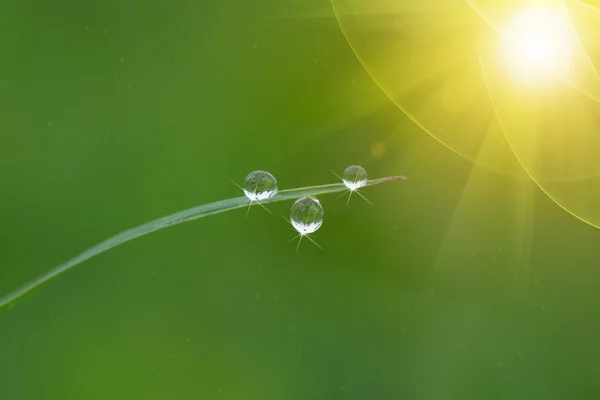 Drop dew on a grass leaf — Stock Photo, Image