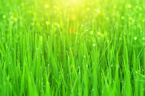 Rice plant in rice field with drop dew. — Stock Photo, Image