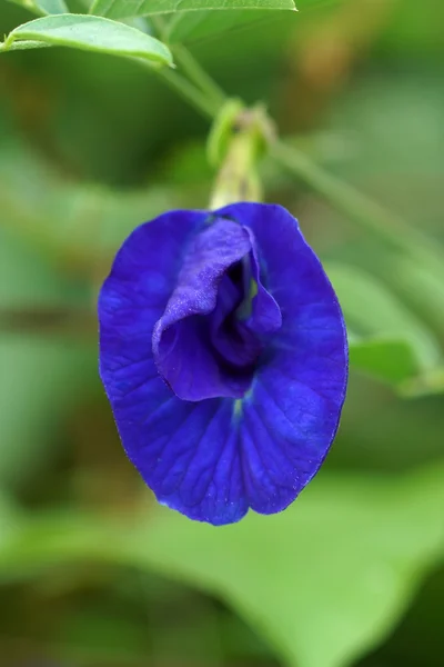 Фиолетовые цветы Горошинки Бабочки. (Clitoria ternatea ) — стоковое фото