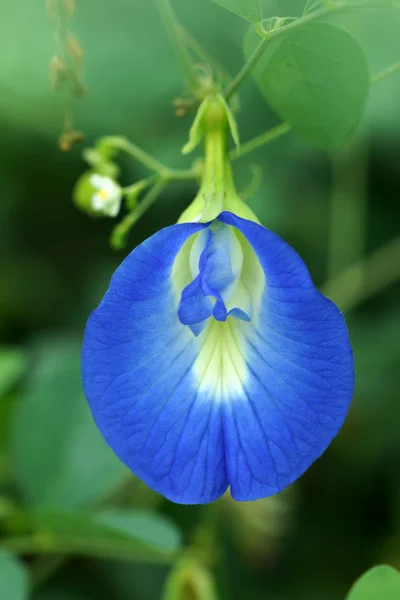 Fiori viola di pisello di farfalla. (Clitoria ternatea ) — Foto Stock