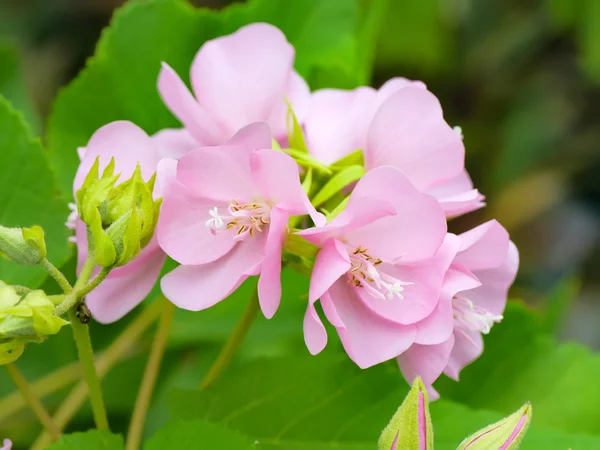 Розовый цветок Домбеи. (Dombeya elegans ) — стоковое фото